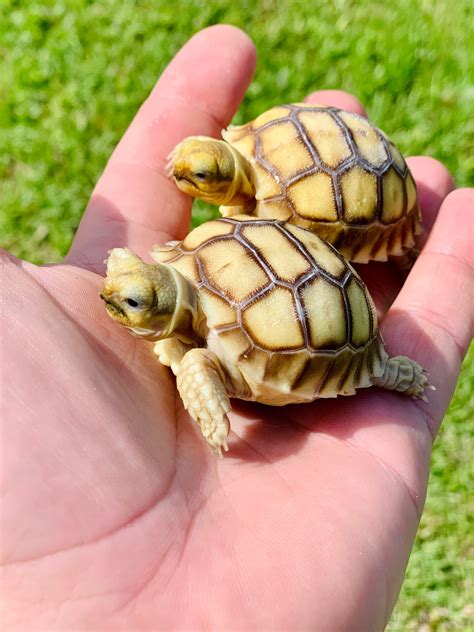 tortoise hatchlings.